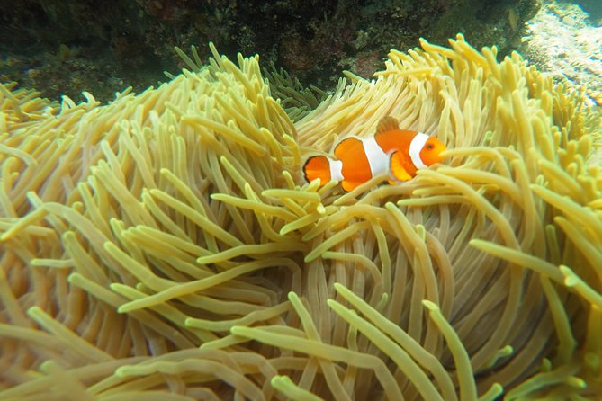 Bali Scuba Diving at Padang Bai for Certified Diver - Timing the return to south Bali