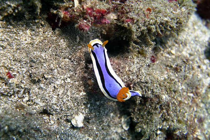 Bali Scuba Diving at Padang Bai for Certified Diver - Who will get the most from this experience
