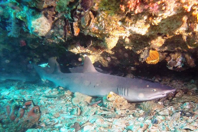 Bali Scuba Diving at Padang Bai for Certified Diver - Preparation, certification, and safety checks