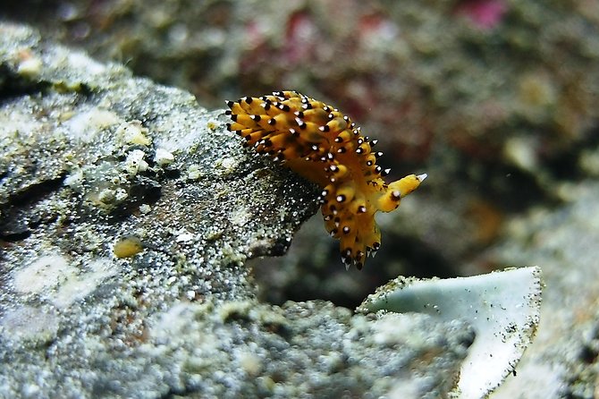 Bali Scuba Diving trip at Tulamben for Certified Diver - Is $98.34 good value for a full day?