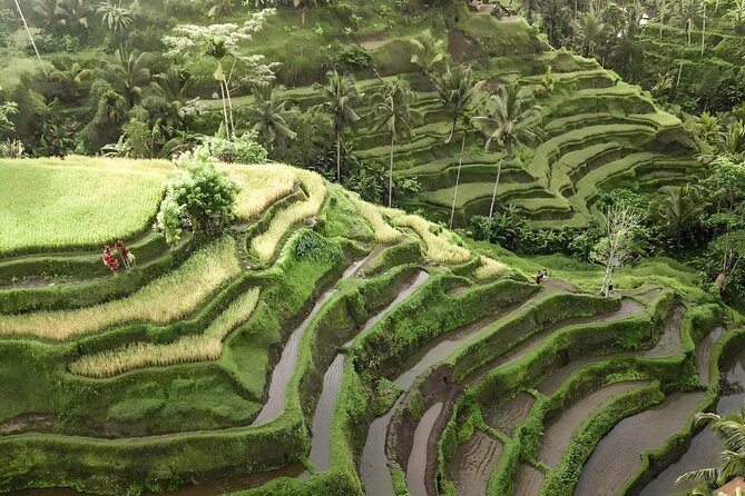 Bali Shore Excursions : Best of Bali Tour - Ubud Monkey Forest: culture, nature, and a lively visit