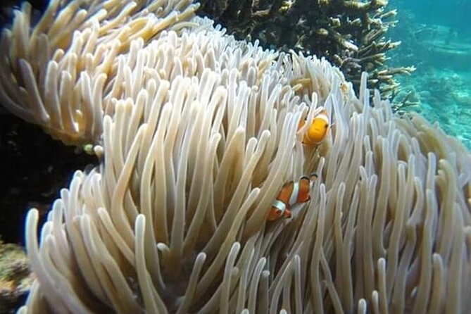 Bali Snorkeling Blue Lagoon with lunch &Optional waterfall Visit - Tanjung Jepun: your first time in the water