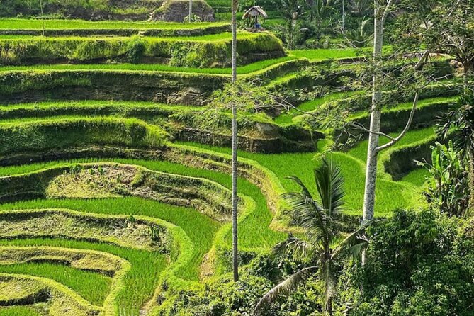 Bali Swing, Monkey Forest and Waterfall Private Tour - Kanto Lampo and Tibumana bring the water