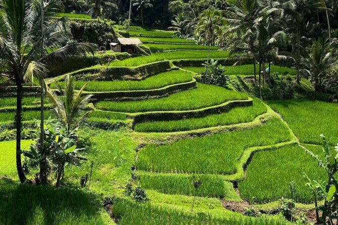Bali Swing, Monkey Forest and Waterfall Private Tour - The human side: Gusti and Mangkok