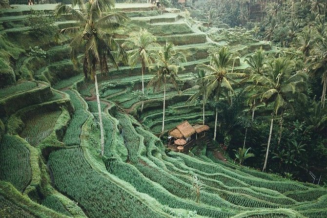 Bali Tour Customized With Local Guide - What the private vehicle changes