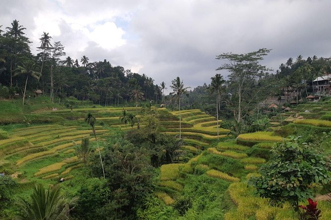 Bali Tour: Ubud Most Popular Place - Why this Ubud route works for a first Bali visit