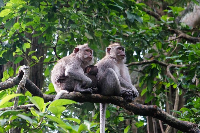 Bali Ubud & Kintamani Volcano Tour -All Inclusive - Uma Pakel and the coffee plantation stop