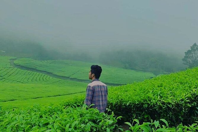 Bandung Tour Volcano, Hotsprings, Mud, Tea, Lunch all Included - Rancabali tea fields show Bandung’s cooler side