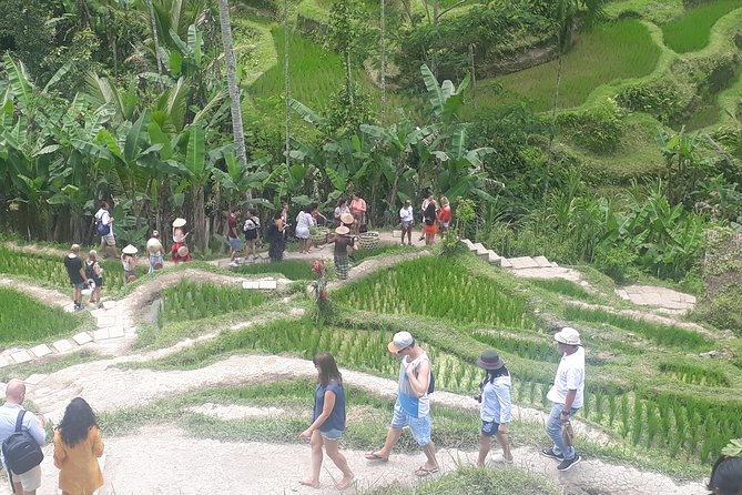 Batur Volcano Sunrise Trekking, Rice Teracce & Bali Coffee Plantation Tour - The Mount Batur trail and summit views