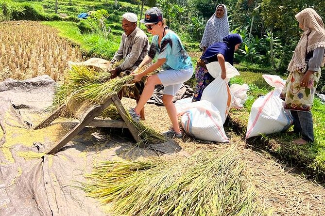 Best Lombok Rice Terrace Walking Tour With Waterfall & Monkey - Is $60 a fair price?