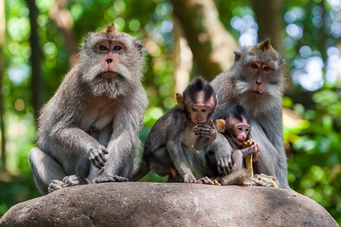 Best of Ubud 1-Day Private Tour - Sacred Monkey Forest and practical caution