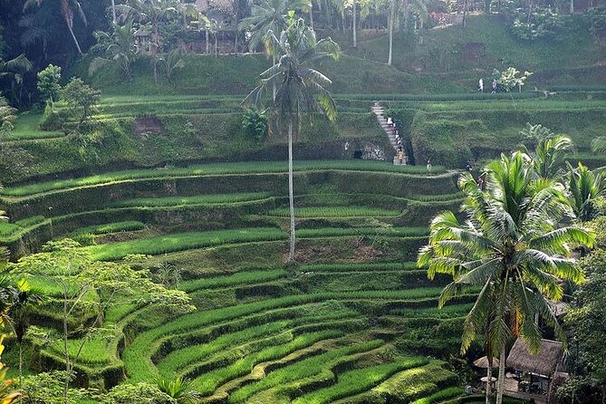 Best Of Ubud Private Day Tour With Local Guide - Reading the Slopes at Tegalalang Rice Terrace