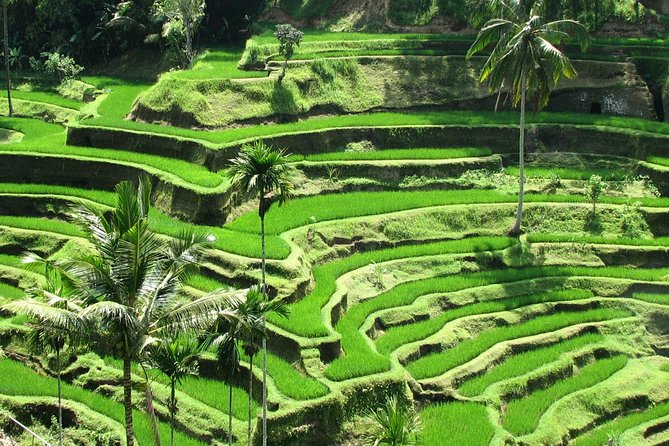 Best of Ubud with Jungle Swing Experience - Batuan village and Pura Desa Adat Batuan