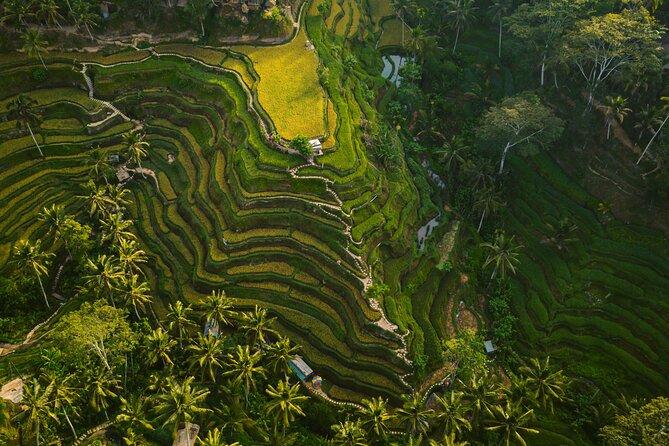 Best Ubud Highlights - Private Day Tour - Sacred Monkey Forest: a lively opening stop