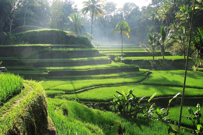 Best Ubud Tour Private Tour All Inclusive Package - Tegalalang Rice Terraces: start with Bali’s famous fields
