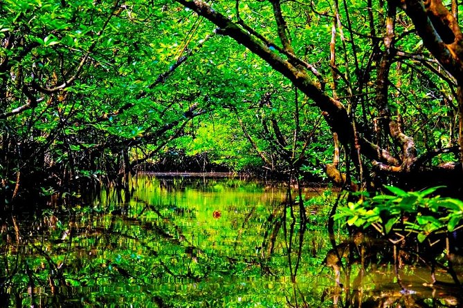 Bintan Mangrove Discovery Tour - How this compares with a busy group excursion