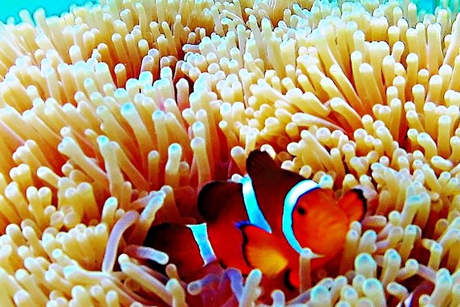 Bintan Snorkeling Tour - Snorkeling over coral and tropical fish