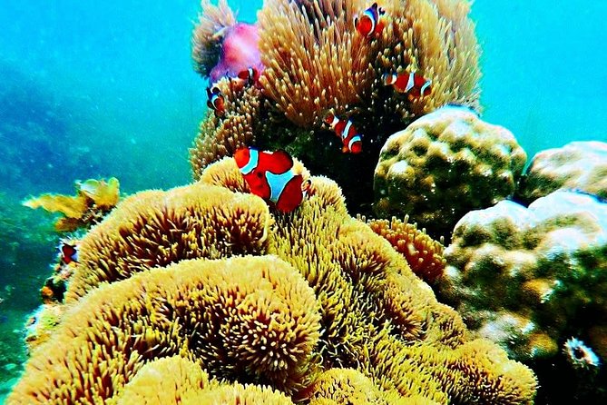 Bintan Snorkeling Tour - Personal guidance for confident and cautious swimmers