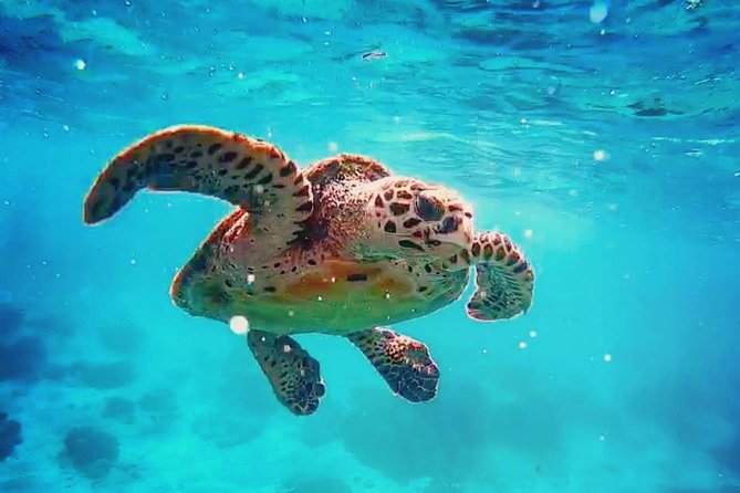 Blue Lagoon Bali Snorkeling Experience - Tanjung Jepun: often the calmer start
