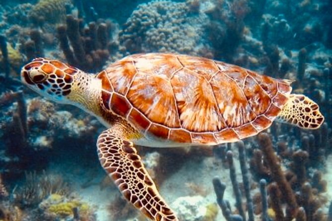 Blue Lagoon Snorkeling - Lunch - Kantolampo - Tibumana Waterfall - Who will enjoy this Bali day most?