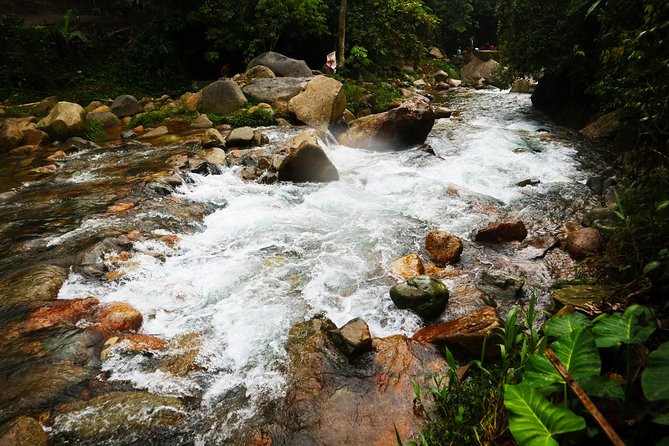 Bogor Botanical Garden & Rainforest Trekking to Hidden Waterfall - The rainforest trek in Gede Pangrango National Park