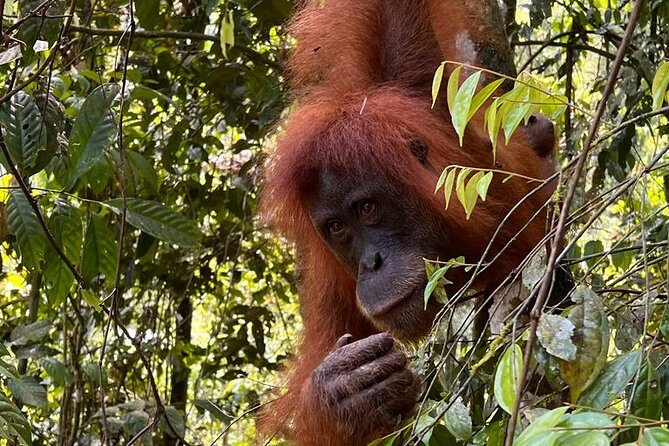 Bukit lawang 2 Day 1 Night with camping - Key points before you book