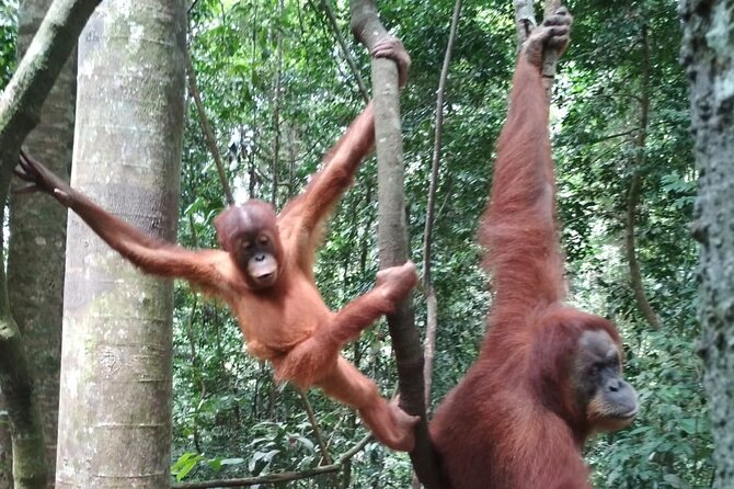 Bukit lawang 2 Day 1 Night with camping - The wildlife experience: what you may see