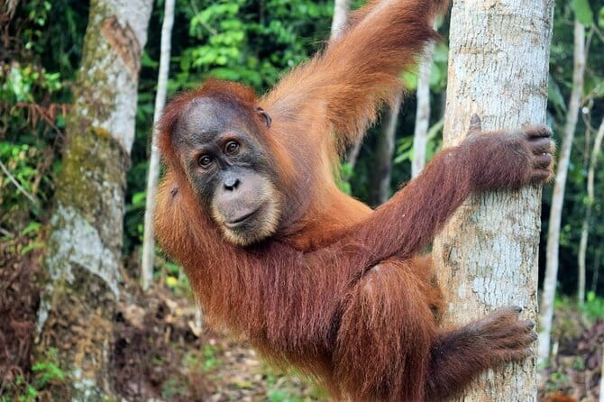 Bukit Lawang Berastagi 4 Days 3 Nights Volcano & Jungle Trekking - Day 4: Mount Sibayak before dawn