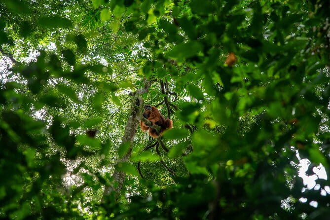 Bukit Lawang Berastagi 4 Days 3 Nights Volcano & Jungle Trekking - Guides, drivers, and the private advantage