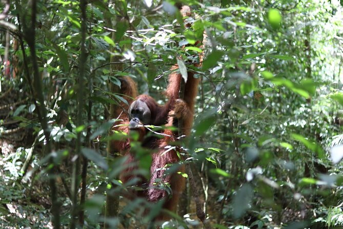 Bukit Lawang Full Day Jungle Trek - Key points at a glance