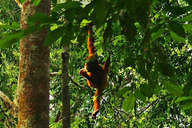 Bukit Lawang Full Day Jungle Trek - Into Gunung Leuser National Park