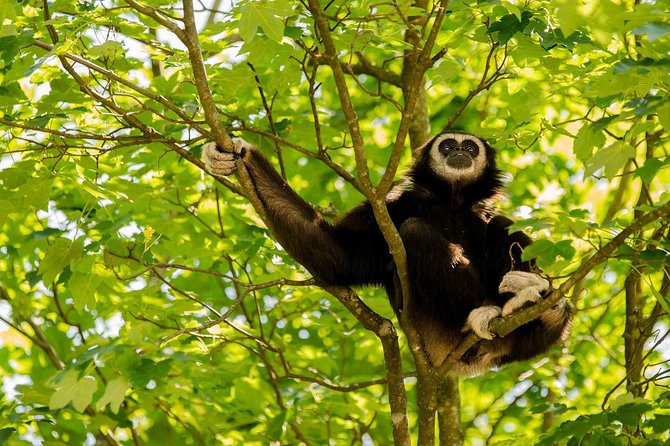 Bukit Lawang Full Day Jungle Trek - Orangutans, monkeys, and the art of waiting
