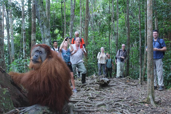 Bukit Lawang Full Day Jungle Trek - Is $72.48 a fair price?