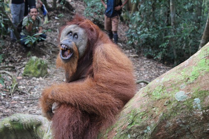 Bukit Lawang Full Day Jungle Trek - Who should book this trek?