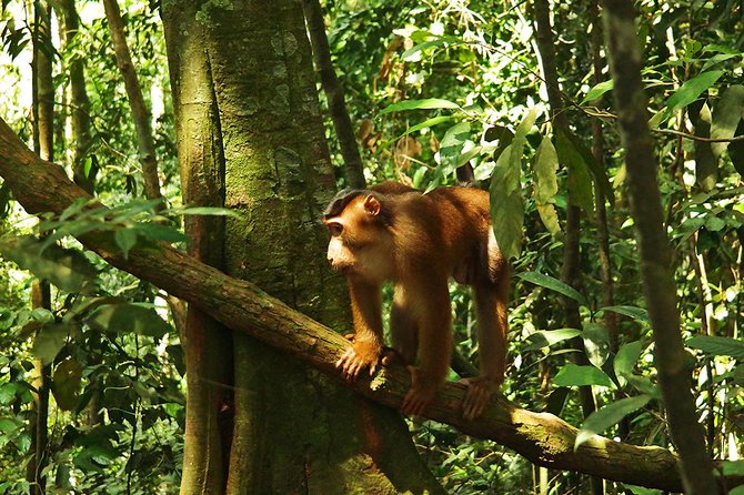 Bukit Lawang Full Day Jungle Trek - What five to six hours on the trail feels like