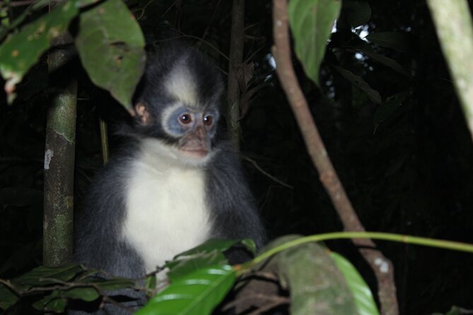 Bukit lawang tour 3days-2 night jungle trekking including rafting - Day one: five to six hours of forest walking