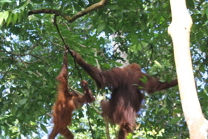 Bukit lawang tour 3days-2 night jungle trekking including rafting - Day three: a gentler morning and a river return