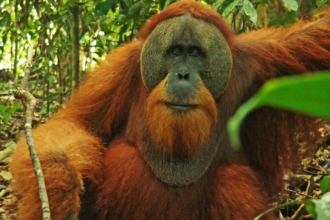 Bukit lawang tour 3days-2 night jungle trekking including rafting - The guide team is part of the appeal