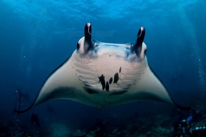 Certified Scuba Dive with Manta Rays (Open Water Diver minimum) - Key points at a glance