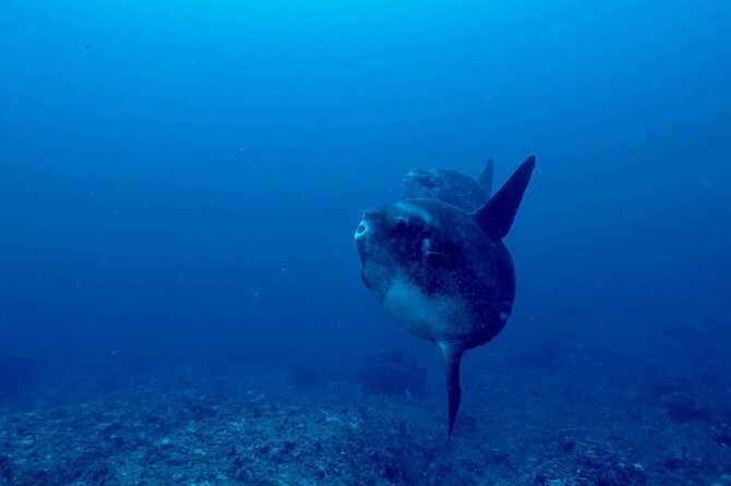 Certified Scuba Dive with Manta Rays (Open Water Diver minimum) - Why Manta Point is the big draw