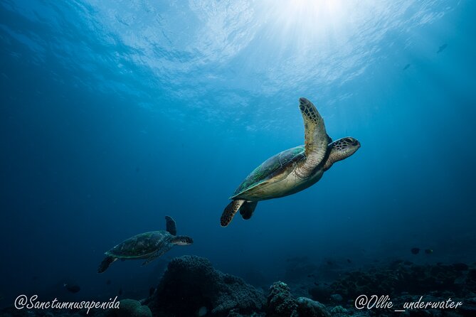 Certified Scuba Dive with Manta Rays (Open Water Diver minimum) - What is included for 1,300,000 IDR