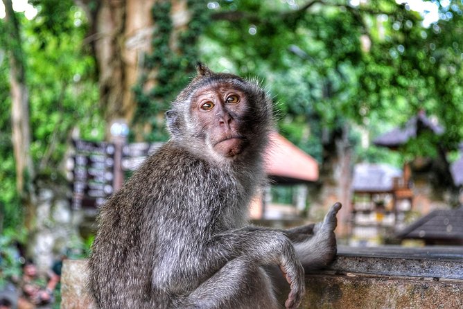 Cretya Ubud and Monkey Forest Sanctuary Tours - Is $71.03 per person a fair price?
