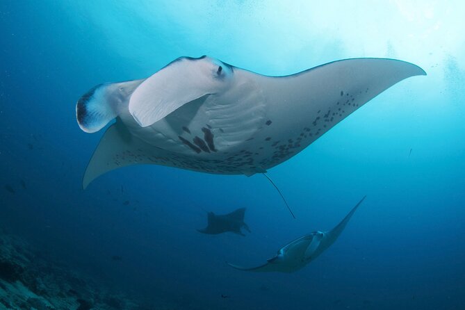 Day Trip Discover Scuba dive in Nusa Penida 2 dives (From Sanur - South Bali) - What happens during the pool lesson