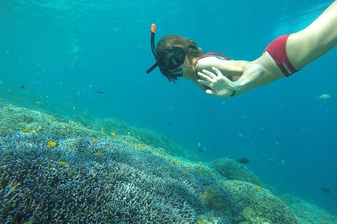 Day Trip Gili Trawangan, Gili Meno, Gili Air (Depart Lombok) - Gili Air: Fish Garden First