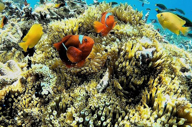 Day Trip Secret Island West Of Lombok - Why these islands make a different Lombok day trip