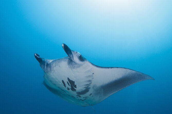 Day Trip snorkeling Nusa Penida - Manta 3 sites (from south bali) - Why Nusa Penida makes a strong snorkeling day trip