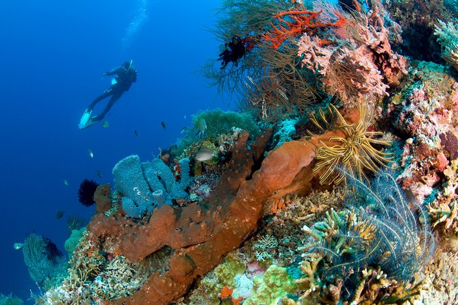 Discover Scuba Diving in Pemuteran at the Biorock site,1 shore dive all included - Pool practice gives you time to settle in