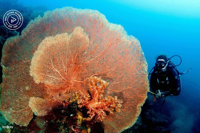 Discover Scuba Diving in Pemuteran at the Biorock site,1 shore dive all included - Who will enjoy this experience most