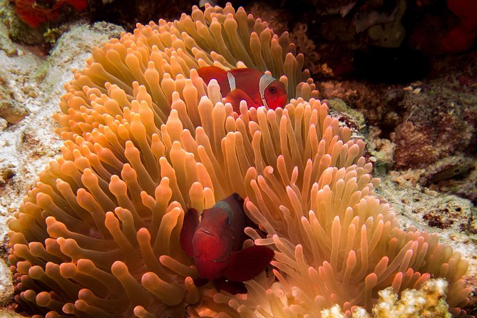 Discover Scuba Diving in Pemuteran - Diving Initiation in Bali (Menjangan Park) - The first session: getting calm below the surface