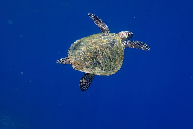 Discover Scuba Diving in Pemuteran - Diving Initiation in Bali (Menjangan Park) - Lunch and a pause on Menjangan Island